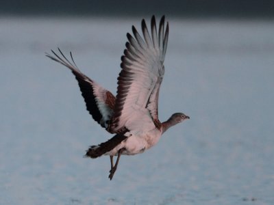 Great Bustard - Grote Trap
