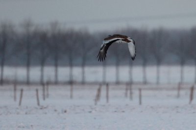 Great Bustard - Grote Trap