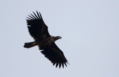 White-tailed Eagle - Zeearend