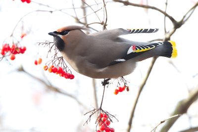 Waxwing - Pestvogel