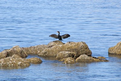 cormorant