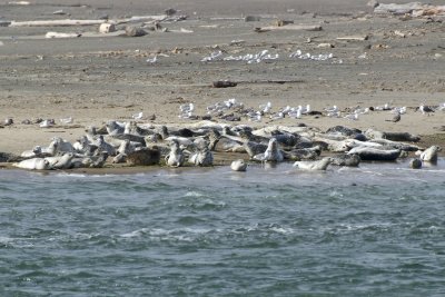 sea lions?