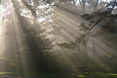 sun thru trees