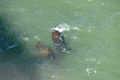 sea lions?