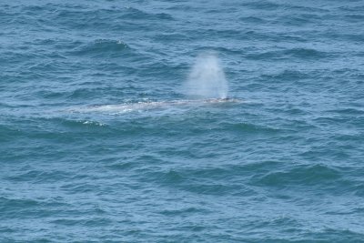 whale
