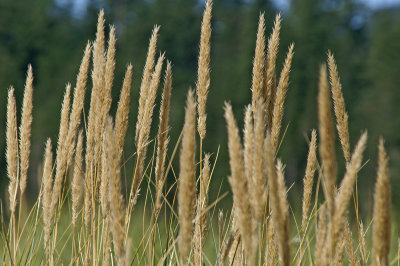 Grass