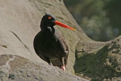 ostercatcher - Aquarium
