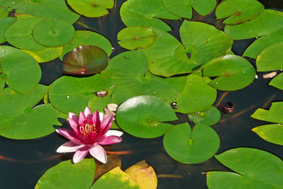 Chinese Garden