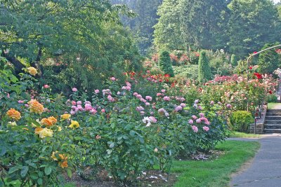 Rose Garden