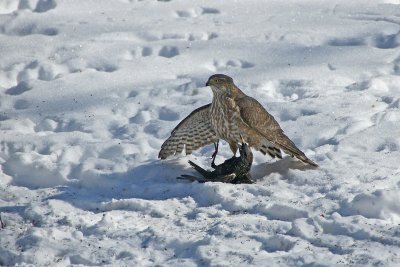 DSC01052ed2.jpg
