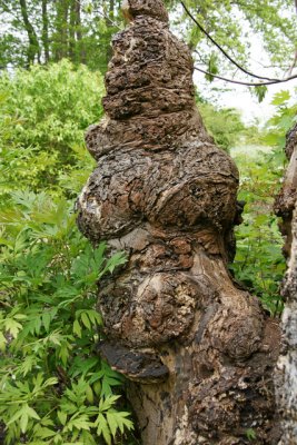 interesting tree stump