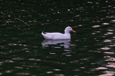 White duck - domestic