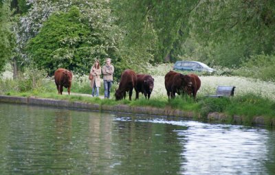 Cows, people, cars, water all togther (evening shot)