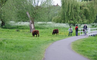 moe cows and people - near the hotel