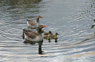 geese and babies