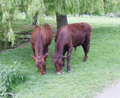 cows feeding