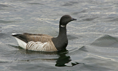 Close up of Brant goose in Bristol Harbor