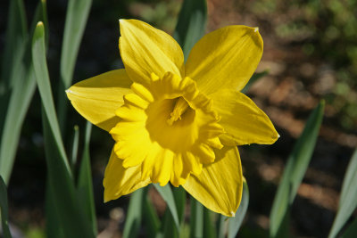 daffodil - Elm bank 4/09