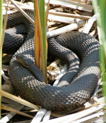 Snake -great meadows - Concord 5/9