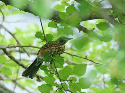 Immature Robin