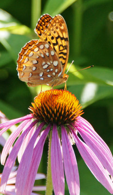 Butterfly - botanical garden