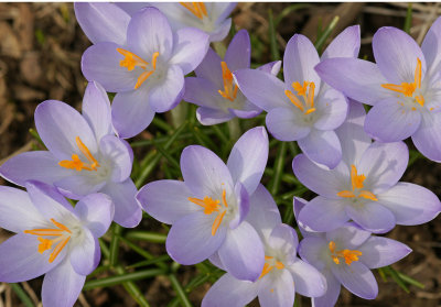 crocus