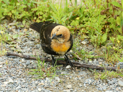 Yellow headed blackbird 8/9/09