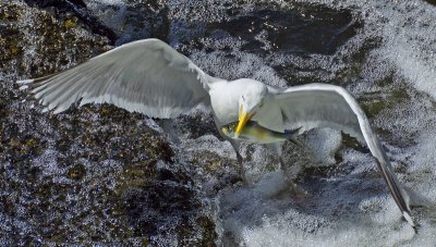 Gull with fish
