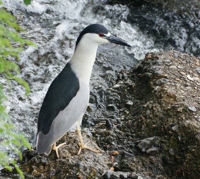 Black Crowned Night heron -immature