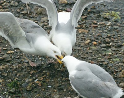 Gulls fighting over fish