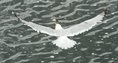 Gull with fish