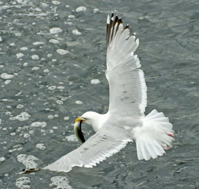 Gull taking off with fish