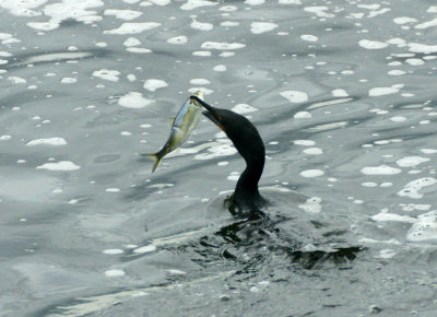 Cormorant with Fish