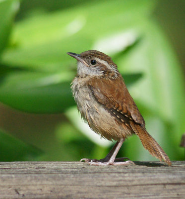 Wren after bird bath, July, 2010, backyard