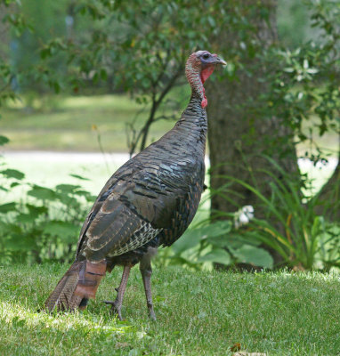 Wild Turkey, backyard, July, 2010