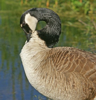 Goose, June 2010