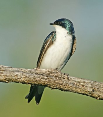 Swallow June 2010