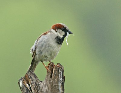 Sparrow, June 2010