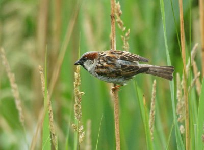 Sparrow, eating seed