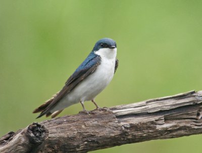 Swallow, June 2010