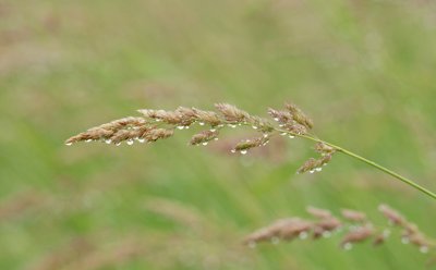 grass after rain