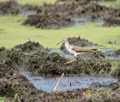  Solitary sandpiper 7/21/10