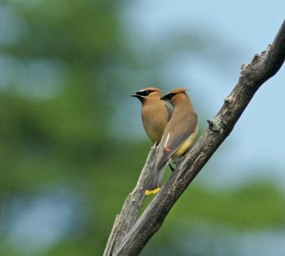 Pair of cedar waxwings 7/21/10