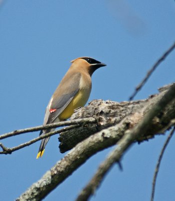 Cedar waxwing 7/21/10