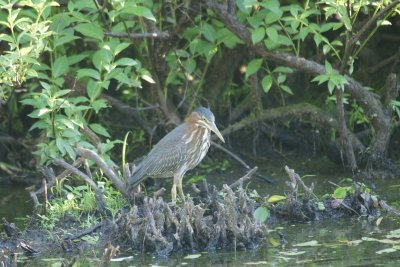 Green heron - taken in poor light 7/26/10