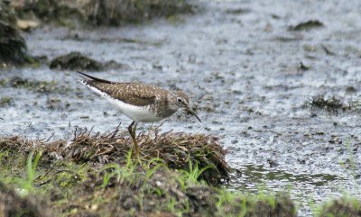 Solitary Sandpiper