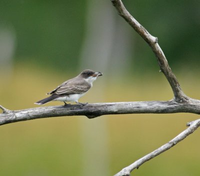 Kingbird