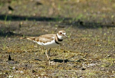 Killdeer 7/31/10