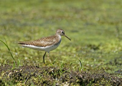 Solitary Sandpiper