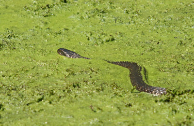 Norther Water Snake